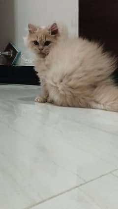 3 months male original persian triple coat