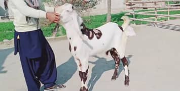 desi Bakra for sale03444672402