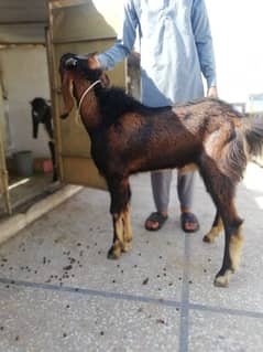bakra