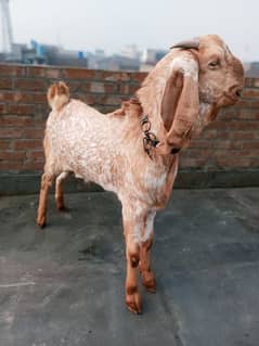Pure Makhi cheena breeder and Qurbani