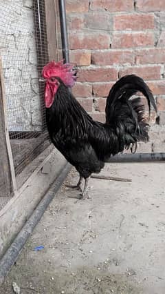 dasi