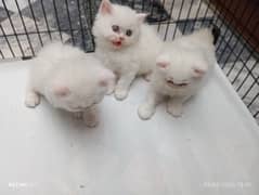 1 month old
