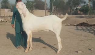 Gulabi Bakra for sale03444672402