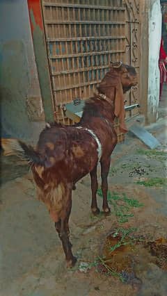 Kamori Ando Bakra