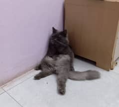 Persian cat