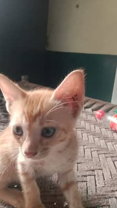 free cats sale hain