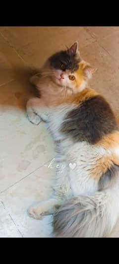 Persian