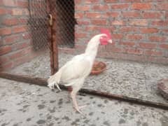 white aseel bangam male