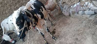 بہت خوبصورت بیل