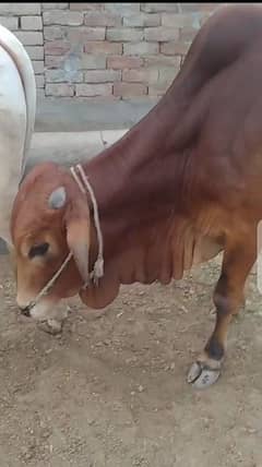 Qurbani Kay 3 wahchy for sale | Bull | wahchy for sale