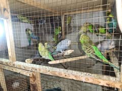 parrots