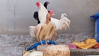 aseel chicks