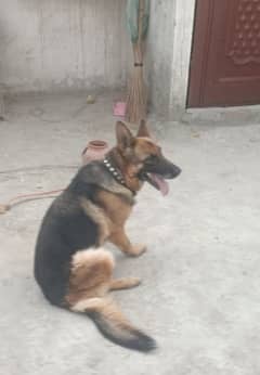 German Shepherd Important Blood Line Breeder Female