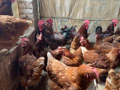 Lohmann Brown Egg laying hens