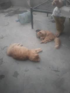 2 cats persian 10k