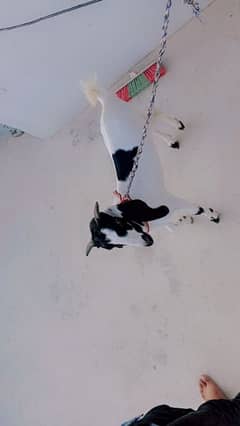 bakra
