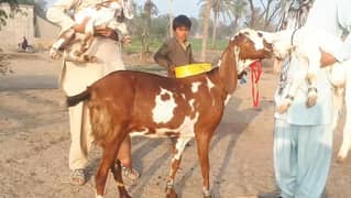Gulabi Bakri For Sale