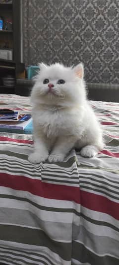 triple coated Persian kittens for sale