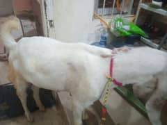 bakra