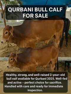 Bachra for Sale
