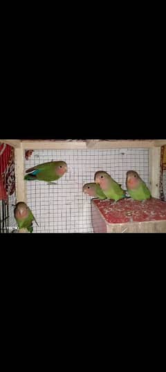 common Latino birds