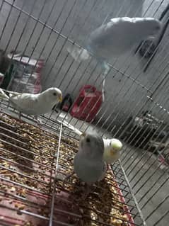 total 4 peace hai two red eyes