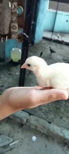 Hen with one chic