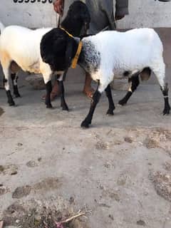 Qurbani 2025 ky liy ready hai