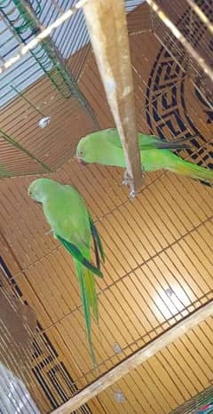 lovebirds pair for sale age 9 maa
