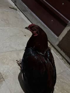 selling hens