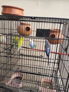 Budgies