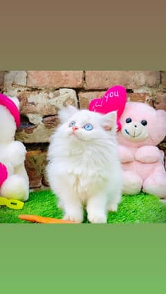 Punchface Female kitten Persian Tripple Coated