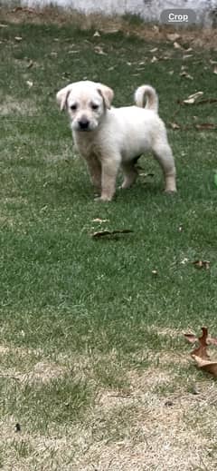 Laibrey Male PuP