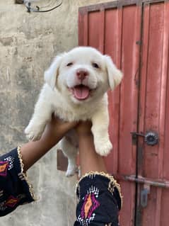 russian puppies double coat