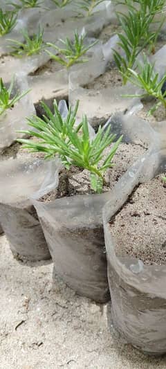 portulaca moss rose plants sale
