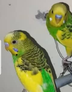 Love birds +stallion