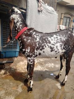 Goat for sale
