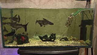 Aquirium for Sale along with Accessories and fishes