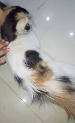 Caligo kitten cute n attractive baby