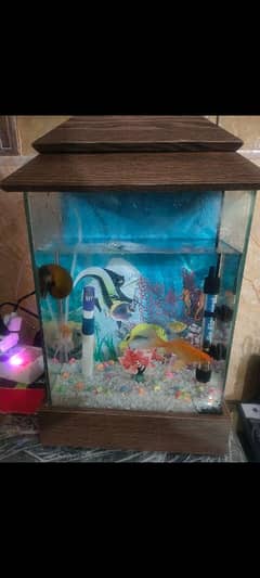 Fish Aquarium