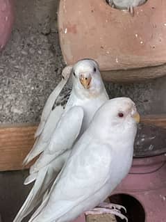 Buggies breeder pair h white yellow