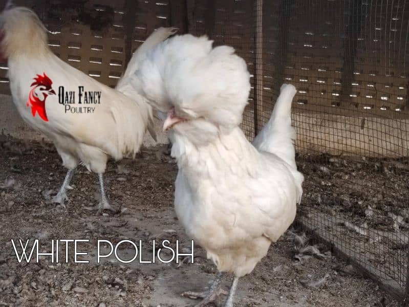 White | Buff Polish And  Austrolop 1