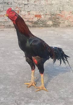Aseel red lakha