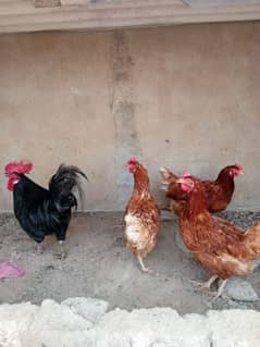 lohmann Australorp murga murgi 2 trio