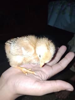 2 Male 4 female