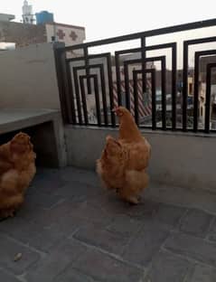 Good looking and healthy active pair