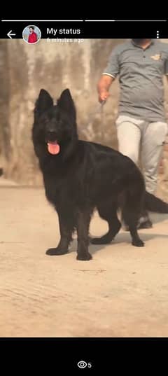Black German Shepherd Female