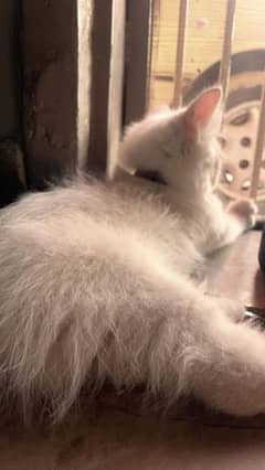 selling persian male kitten
