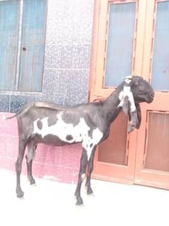 boht hi pyari Desi bakri