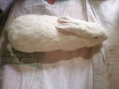 rabbit khargosh neswland white